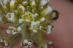 Field pepperweed